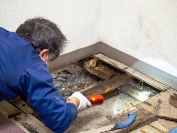 Best Crawl Space Mold Removal  in Leon, IA