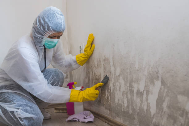 Best Attic Mold Removal  in Leon, IA