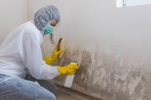 Trusted Leon, IA Mold Removal Experts