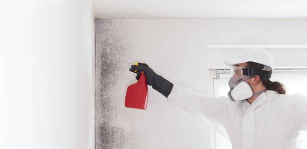 Best Commercial Mold Removal  in Leon, IA