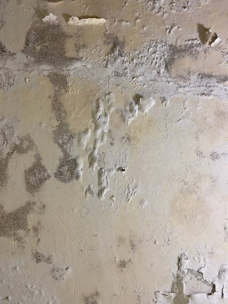 Best Attic Mold Removal  in Leon, IA