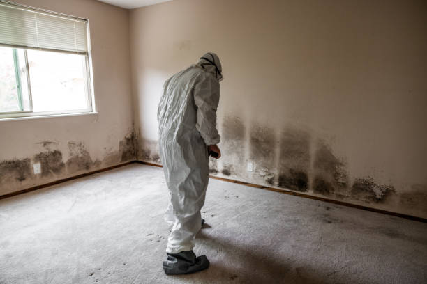 Best Fast Mold Removal  in Leon, IA