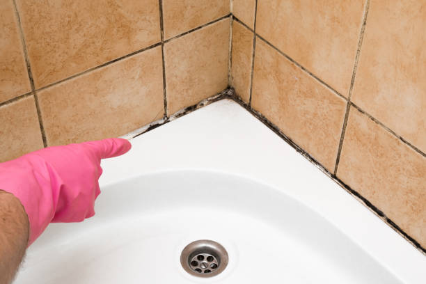 Best Same-Day Mold Removal  in Leon, IA